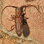 Eunidia thomseni